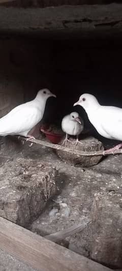 white dove & brown and white,   pathe