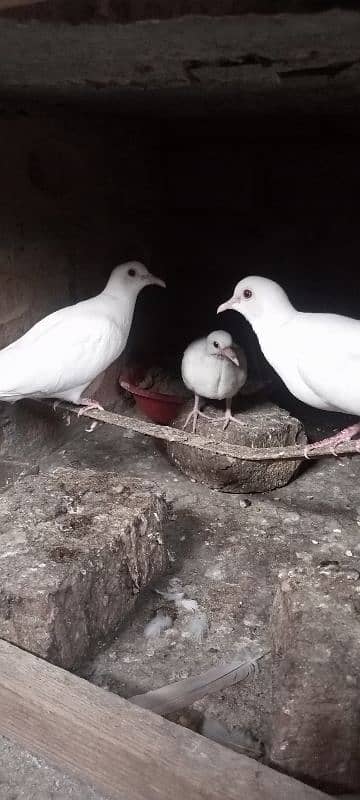 white dove & brown and white,   pathe 0