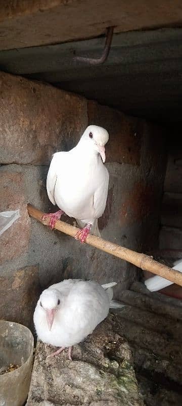 white dove & brown and white,   pathe 1