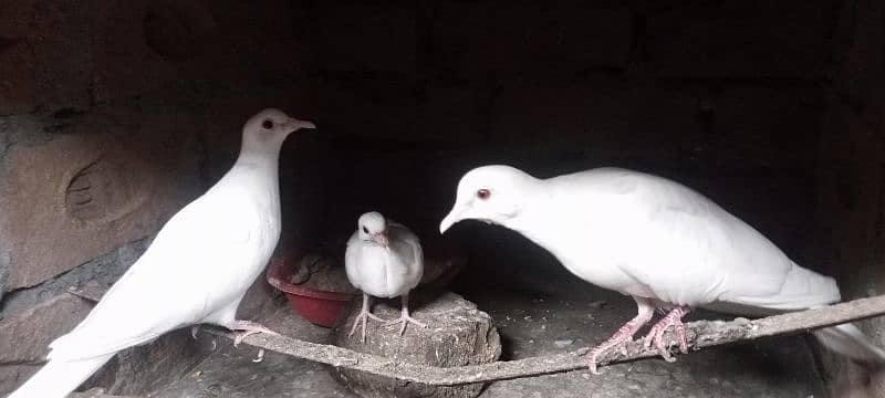 white dove & brown and white,   pathe 7