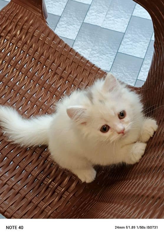 Persian kitten breed pure 1