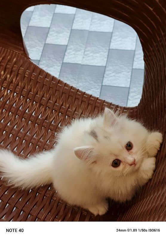 Persian kitten breed pure 3