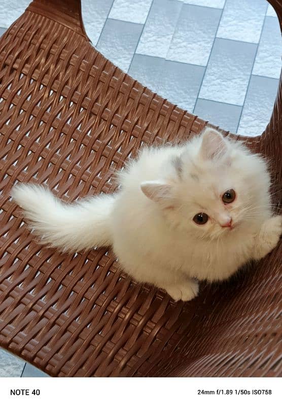 Persian kitten breed pure 4