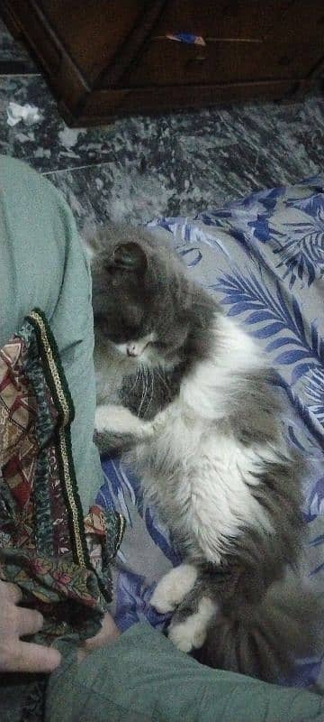 1 year Persian male cat for sale 0