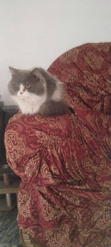 1 year Persian male cat for sale 1