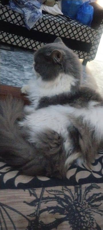 1 year Persian male cat for sale 2