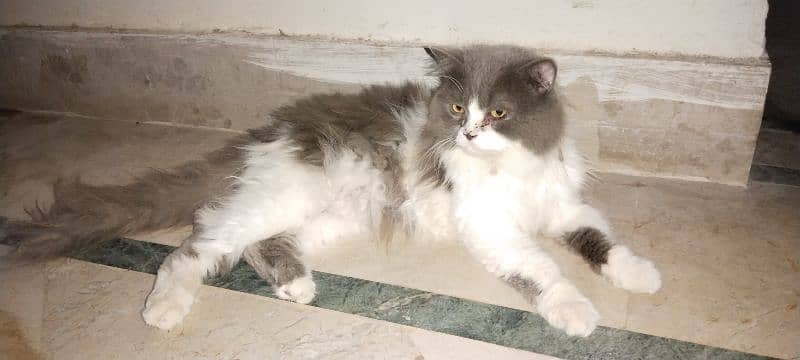 1 year Persian male cat for sale 3