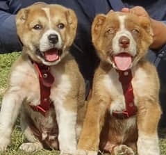 alabai dog pair 2 months for sale security dog