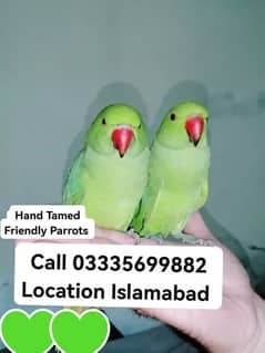 Single 5000 Hand Tamed Friendly Green Ring Neck Parrot's Male/Female