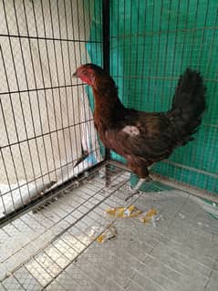 Golden misri . . Desi Hen