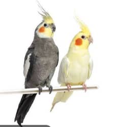 pure breed cockatiel beautiful colors pair