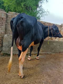 bahut Khubsurat acchi acchi nasl ki cow