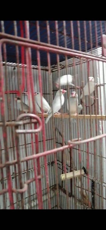 love birds and java white and silver 11