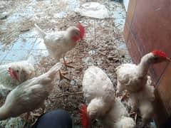 selling a farmi chicks