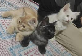 Persian cat babys