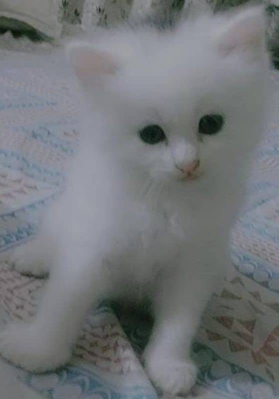 Persian cat babys 3