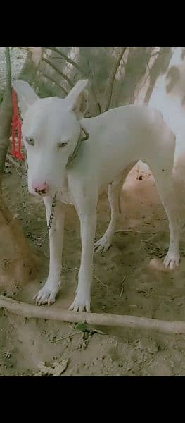 pewar gultair dog age 8 month exchange bully ka sath ya rakhi wala dog 0