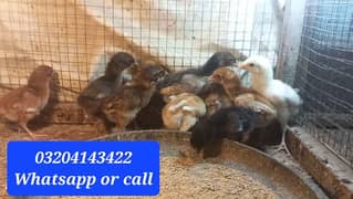 Pure Aseel Chicks 03204143422