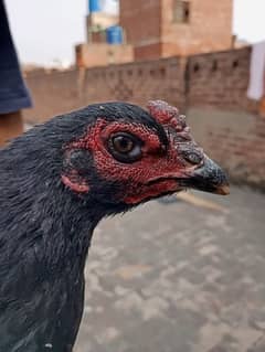 2 Thai aseel hens in black