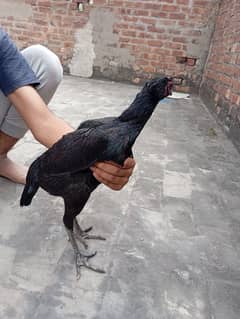 2 Thai aseel hens in black