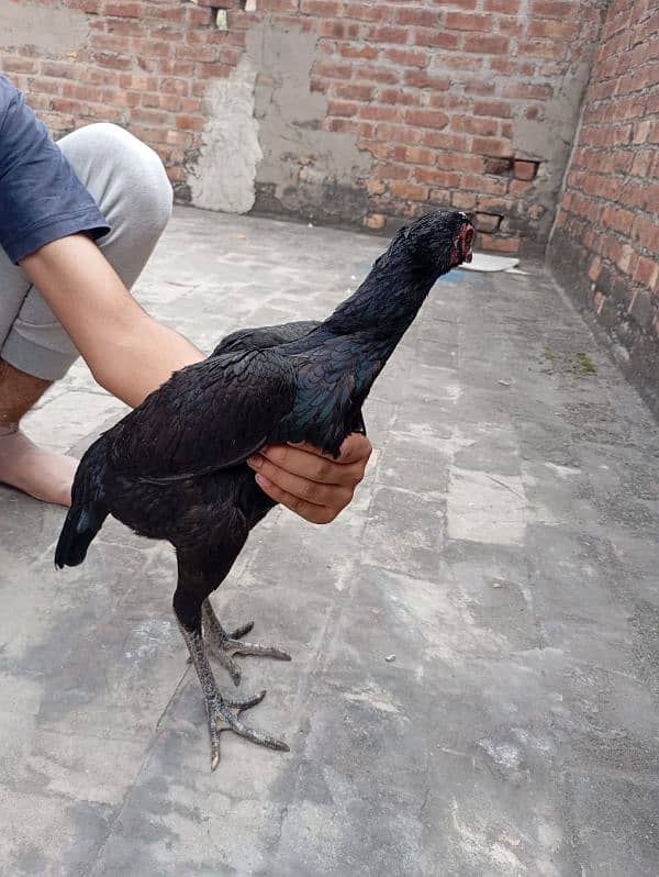 2 Thai aseel hens in black 0