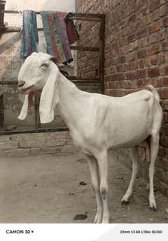 rajan pori bakri for sell