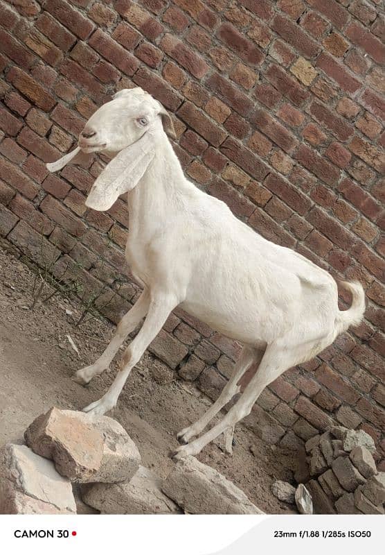 rajan pori bakri for sell 5