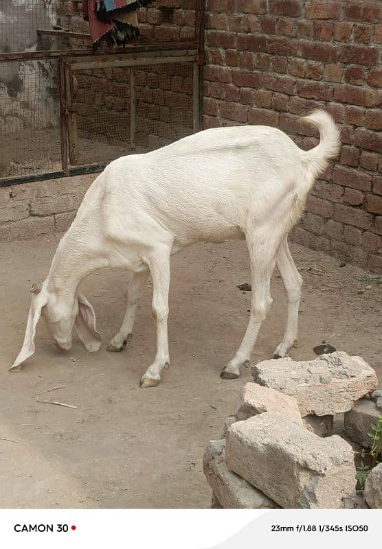 rajan pori bakri for sell 8