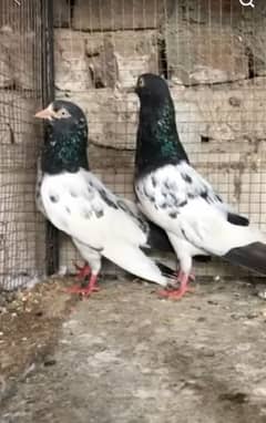 Teedy pair for sale 03251435290