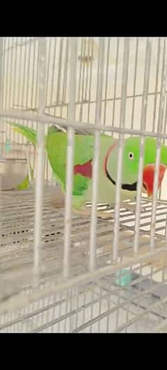 raw parrot breeding pair urgent sale paiso ke zarurat hai