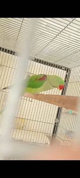 raw parrot breeding pair urgent sale paiso ke zarurat hai 1