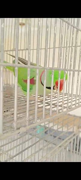 raw parrot breeding pair urgent sale paiso ke zarurat hai 2