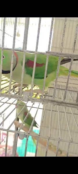 raw parrot breeding pair urgent sale paiso ke zarurat hai 3