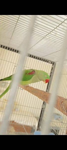 raw parrot breeding pair urgent sale paiso ke zarurat hai 4