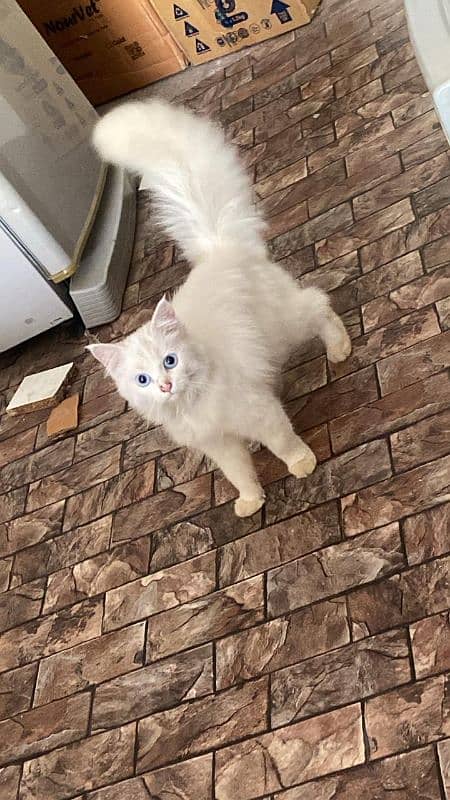 pershion triple coat male cat blue eyes 0