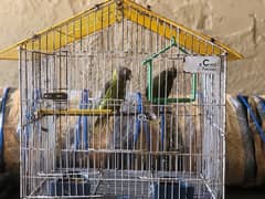 Plum head parrots with cage