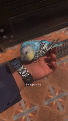 budgie fully hand tamed since born