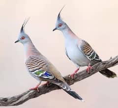 young Crested Doves