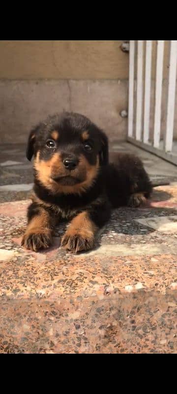 Rottweiler puppy for sale high quality 0