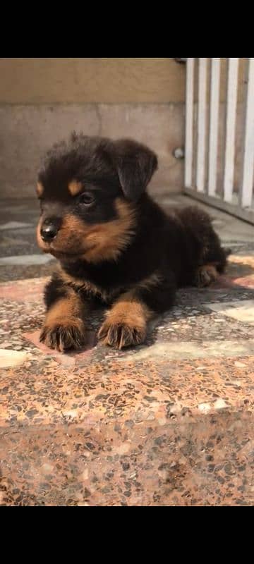 Rottweiler puppy for sale high quality 1