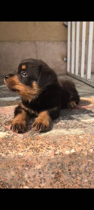 Rottweiler puppy for sale high quality 2