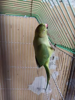 Desi Parrot Available kathay