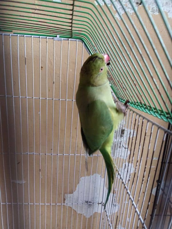 Desi Parrot Available kathay 0