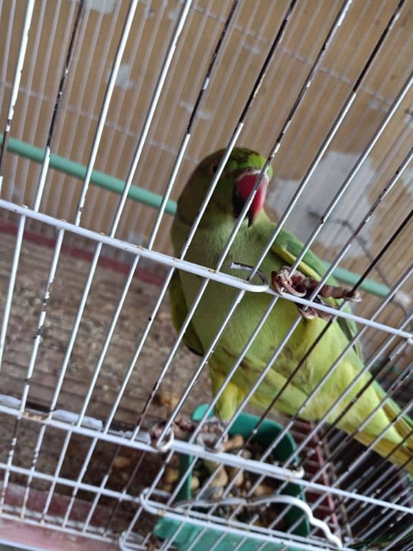 Desi Parrot Available kathay 1