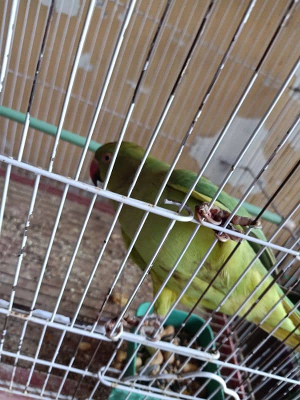 Desi Parrot Available kathay 2