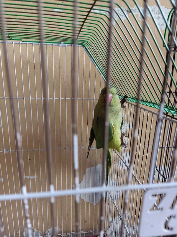 Desi Parrot Available kathay 3