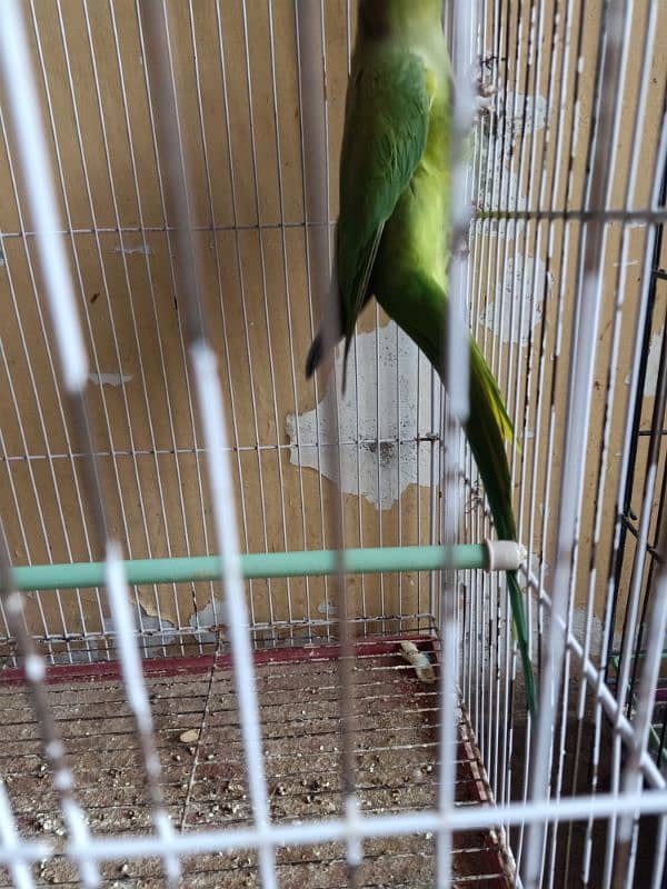 Desi Parrot Available kathay 4