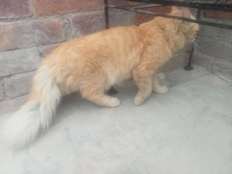 persian cat for sell 0