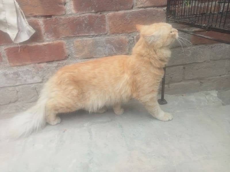 persian cat for sell 2