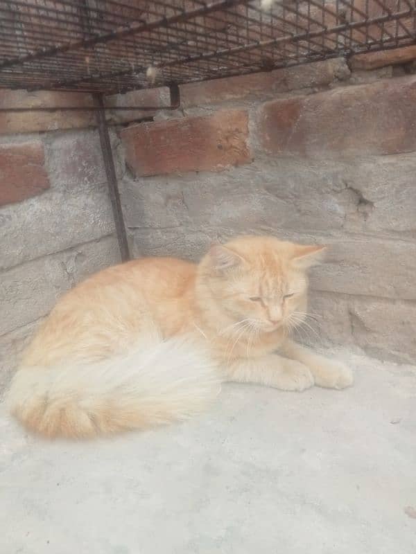 persian cat for sell 3